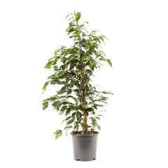 Ficus Benjamina Danielle' : pot D21 x H100cm