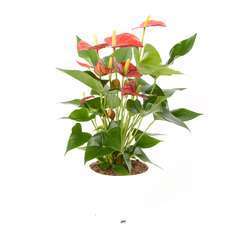 Anthurium andreanum 'red Champion' pot D21 x H55cm
