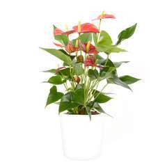 Anthurium andreanum 'red Champion' cache-pot blanc D21cm