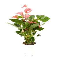 Anthurium  'Pink Champion' pot D21 x H55cm