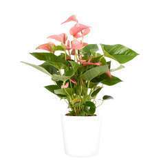 Anthurium  'Pink Champion' cache-pot blanc