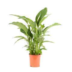 Spathiphyllum 'Sweet Lauretta' pot D21 x H85cm