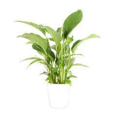 Spathiphyllum 'Sweet Lauretta' cache-pot blanc D21cm