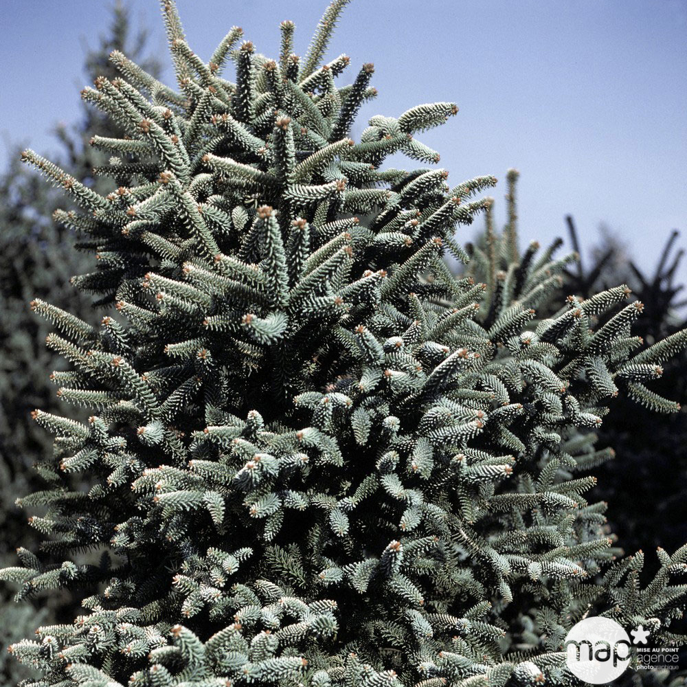 Sapin d'Andalousie pinsapo Aurea 40/50 : pot de 5 litres 