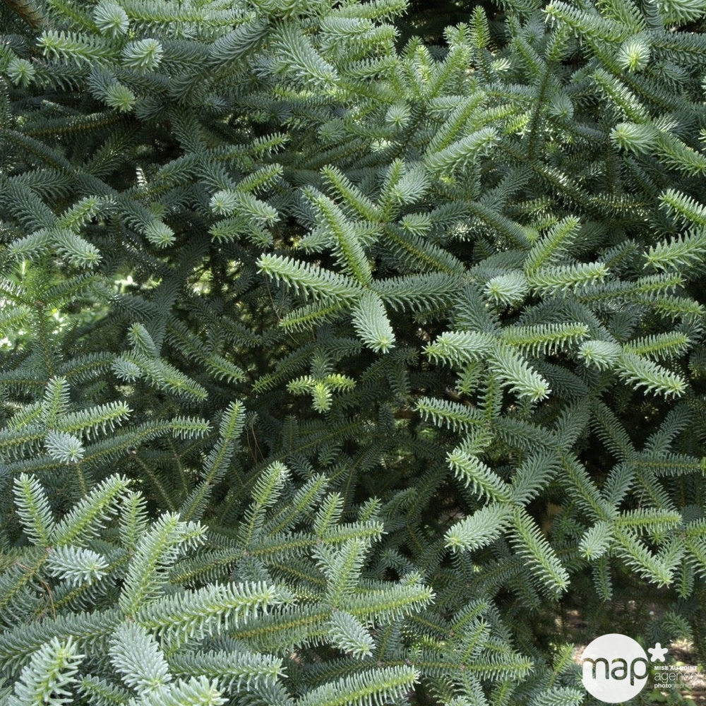 Sapin d'Andalousie pinsapo Glauca 30/40 : pot de 3 litres