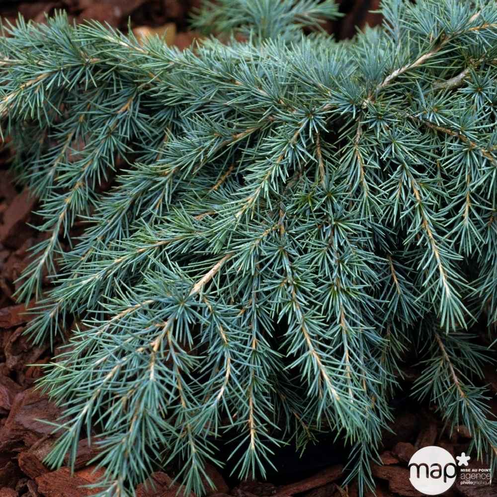 Cèdre de l'Himalaya 'Feeling Blue'- Cedrus Deodara 40/50 : pot 5L 