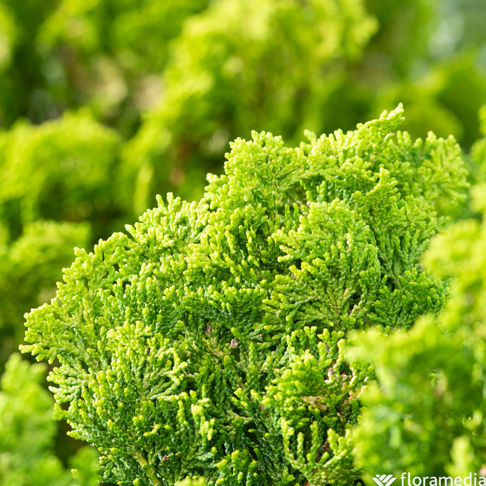 Cyprès du Japon - Chamaecyparis obtusa- 25/30 : pot 3L