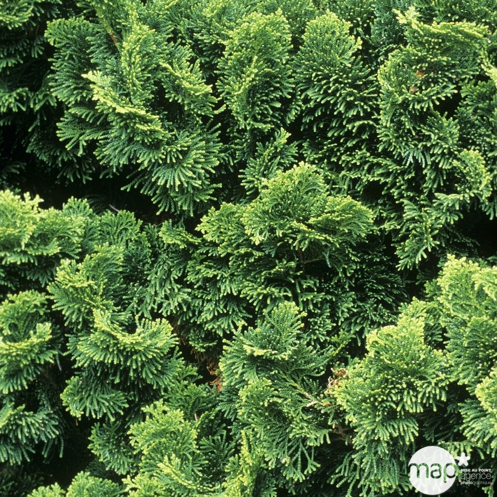 Chamaecyparis obtusa Nana Gracilis, greffé : H 20/25 : pot 3 L