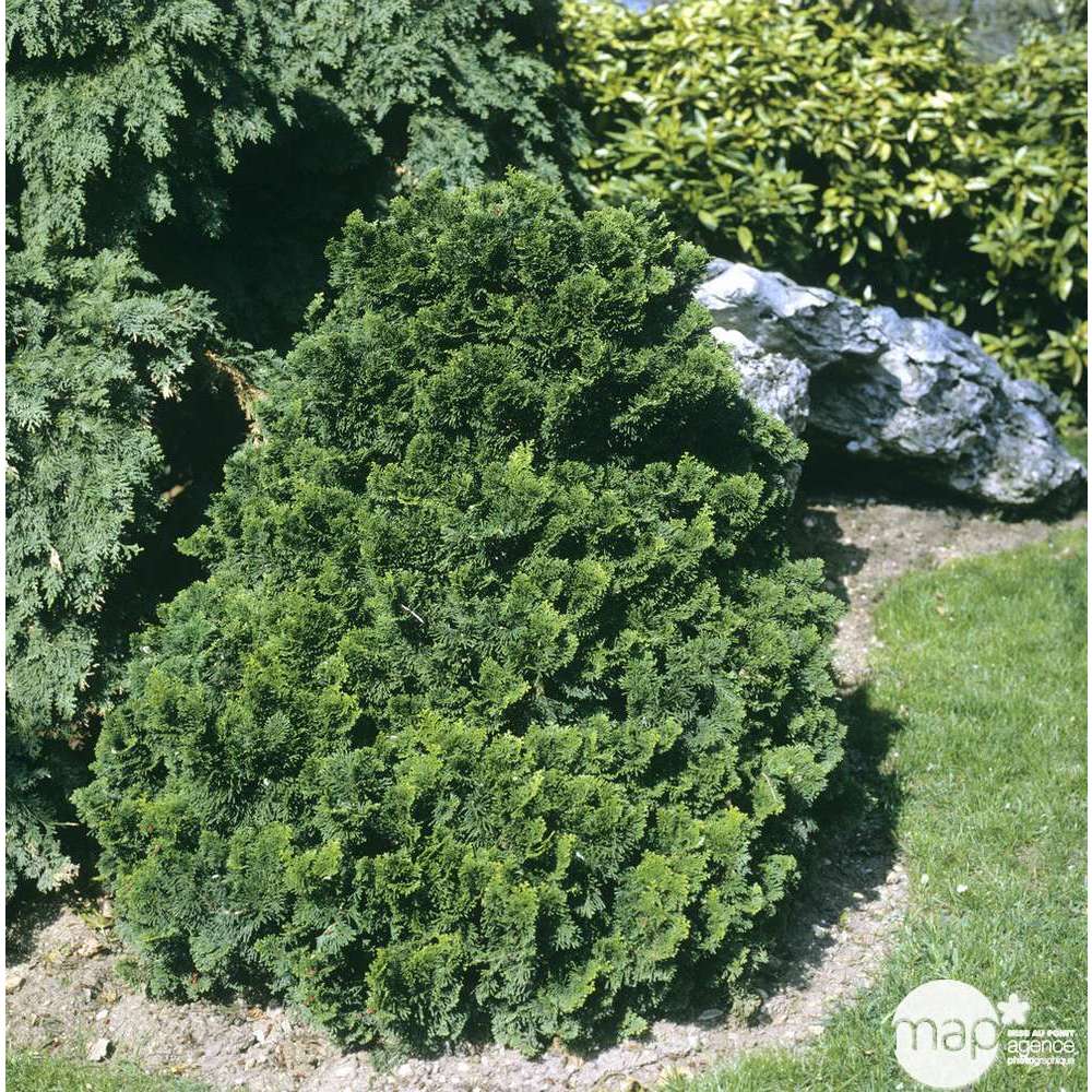 Chamaecyparis obtusa Nana Gracilis, greffé : H 30/40 : pot 5 L