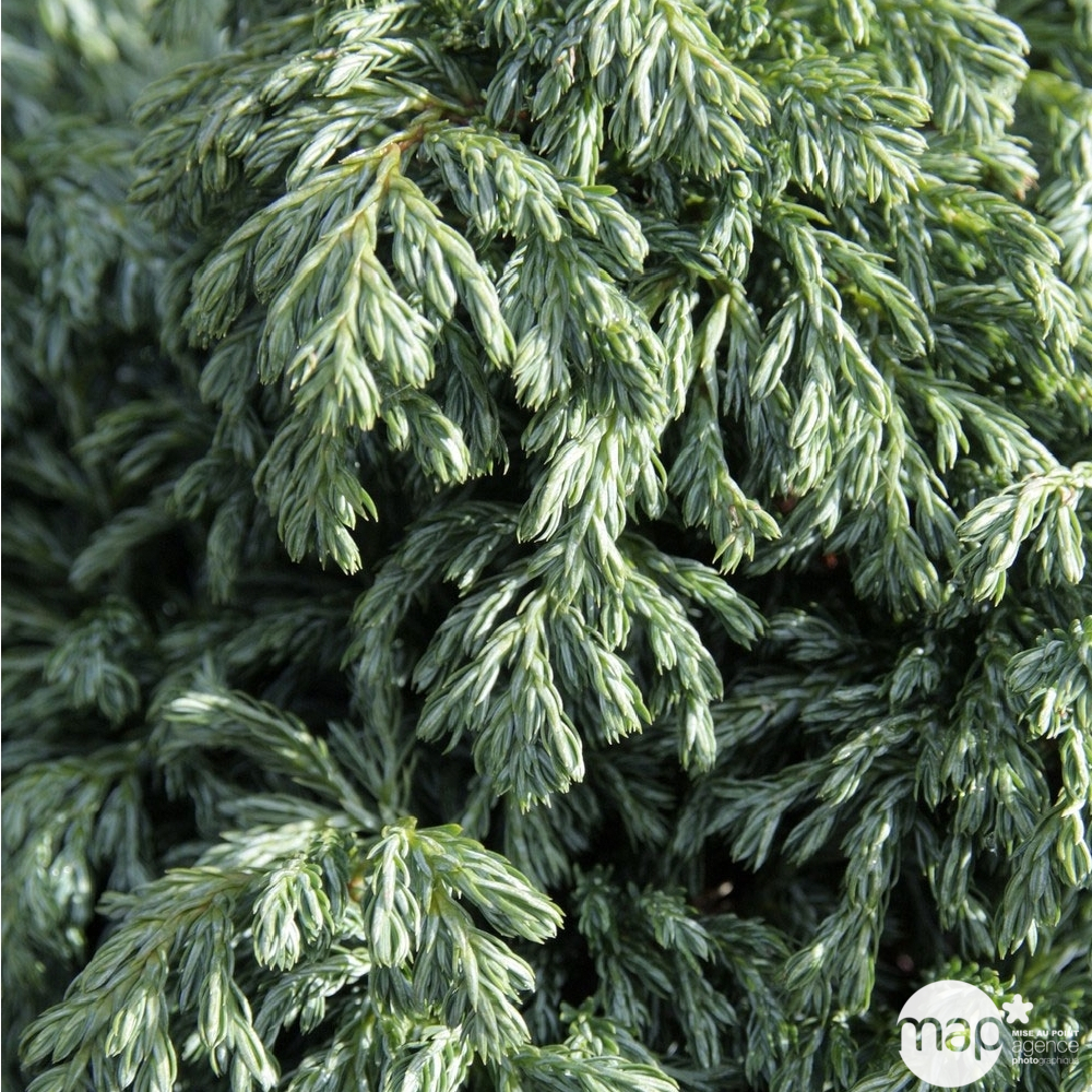 Chamaecyparis pisifera 'Boulevard' Pot 3L