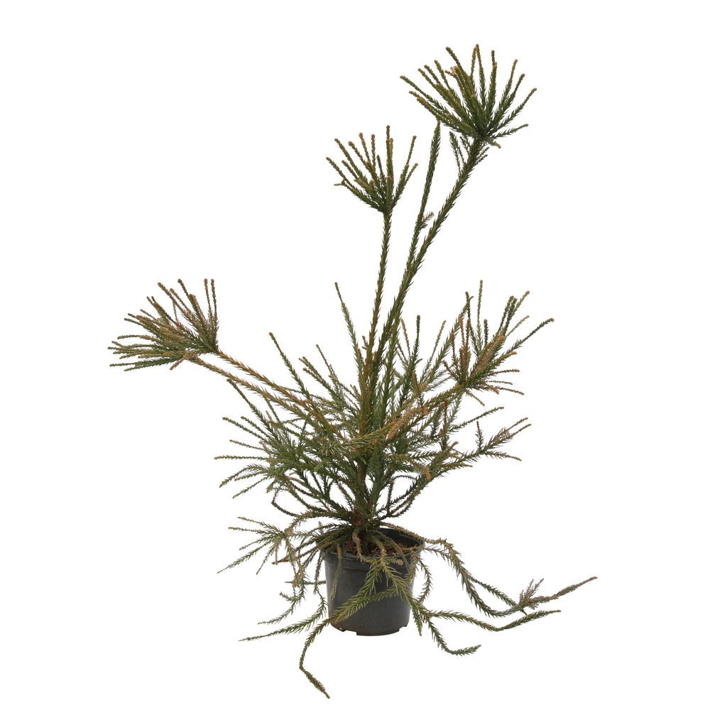 Cèdre du Japon-Cryptomeria japonica- 'Araucarioides' 40/60 : pot 3L