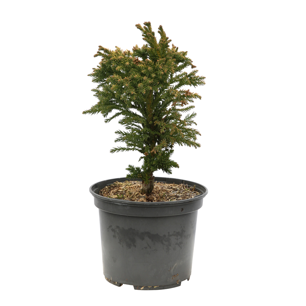 Cryptomeria japonica 'Bandaï-Suji': pot 3L
