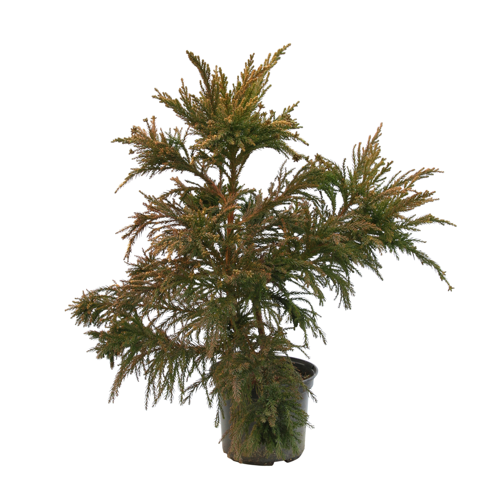 Cryptomeria japonica 'Cristata' H 40/60 cm - pot 3L