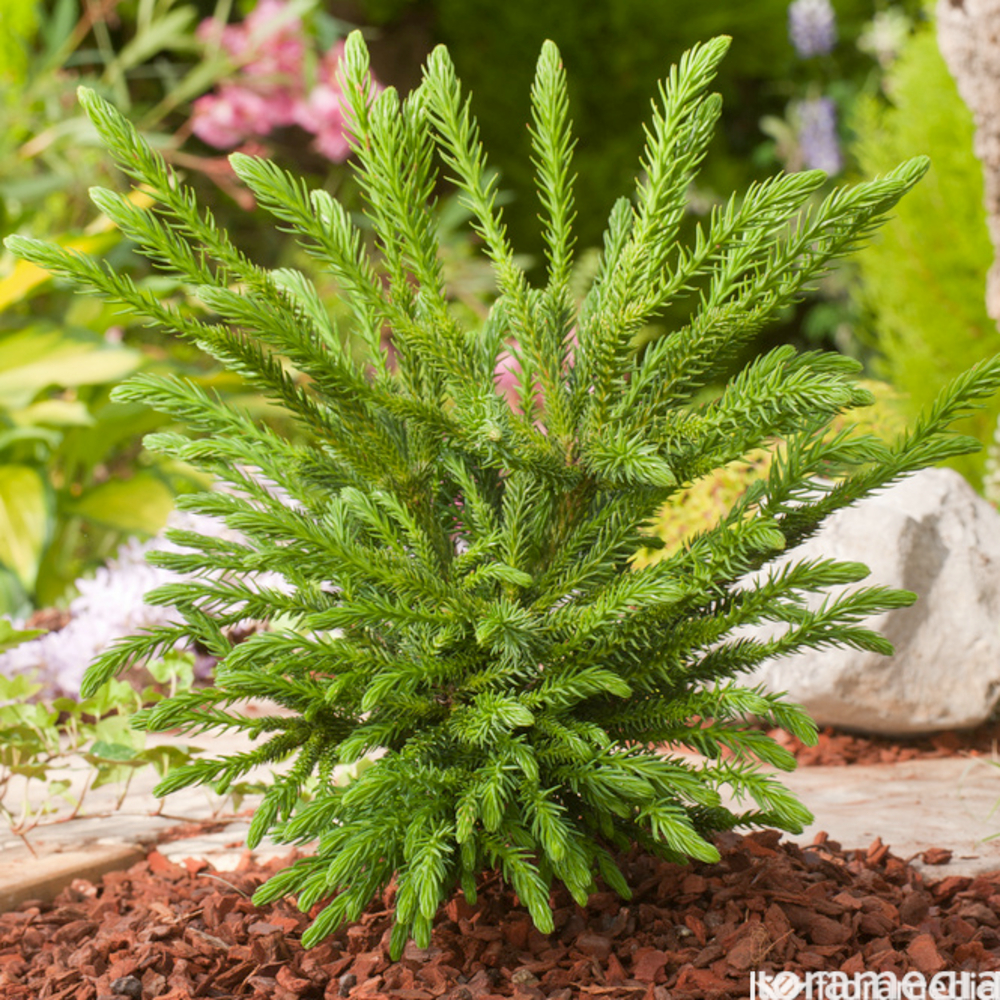 Cryptomeria japonica 'Dinger' - Pot 5L