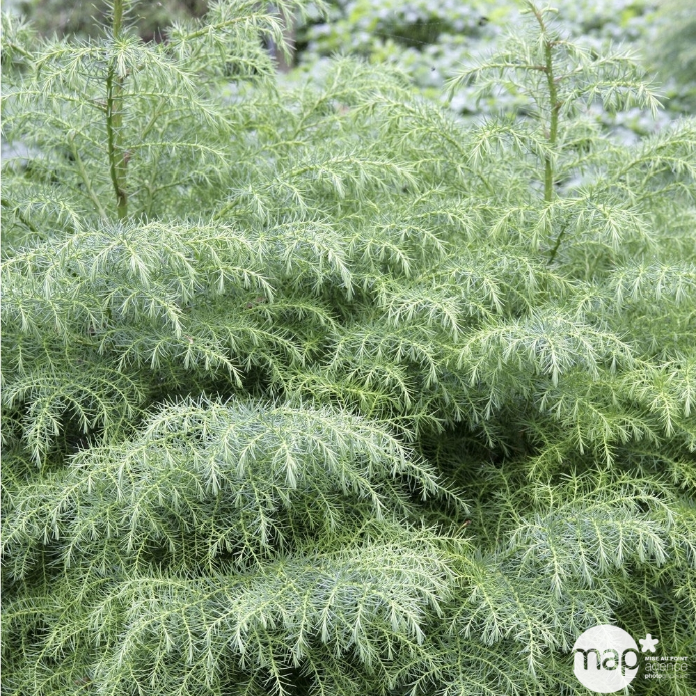 Cèdre du Japon (Cryptomeria japonica) 'Elegans Viridis' 40/50 : pot 3L
