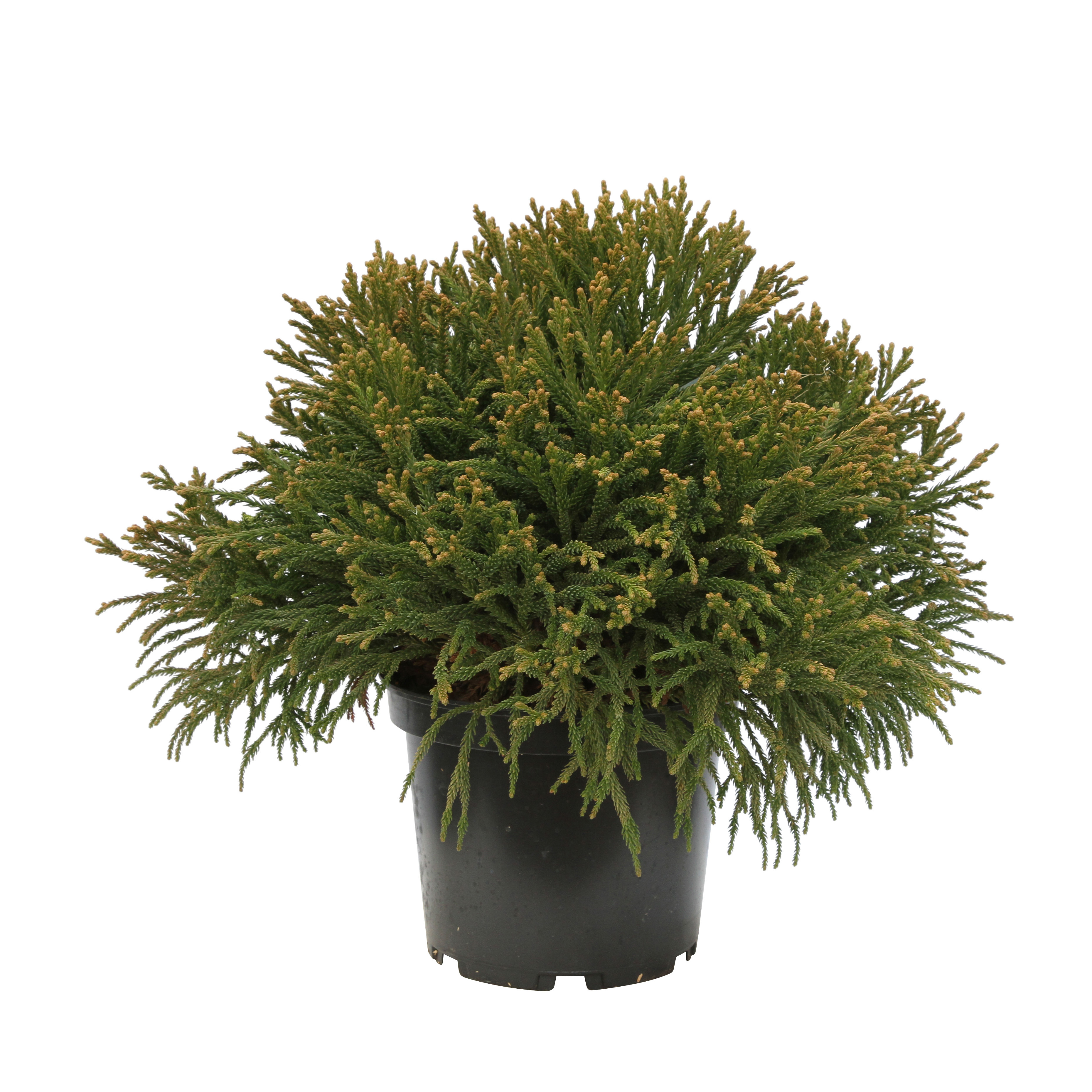 Cryptomeria japonica 'Little Champion' H40/50 cm- pot 5L