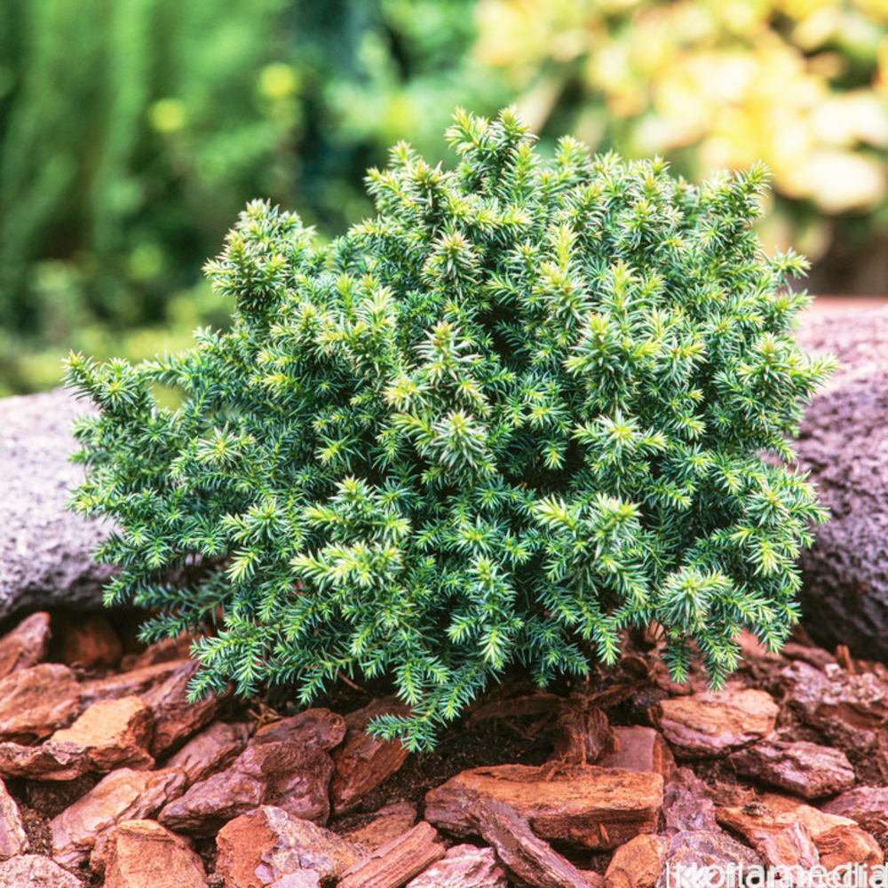 Genévrier commun (Juniperus communis) 'Compressa' 30/40 : pot 3L