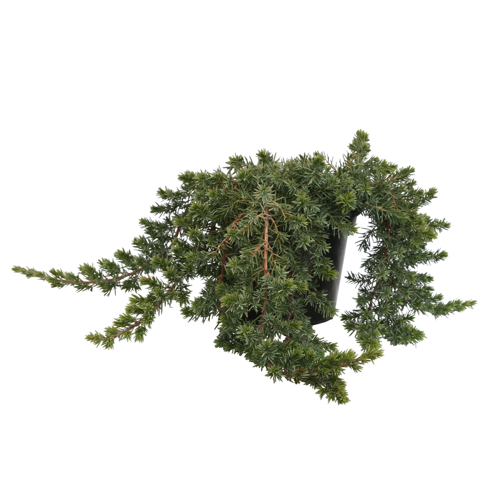 Genévrier (Juniperus conferta) 'Blue Pacific' 30/40 : pot 3L