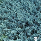 Juniperus Blue Chip, Génévrier : pot 3 litres - H. 30/40 cm