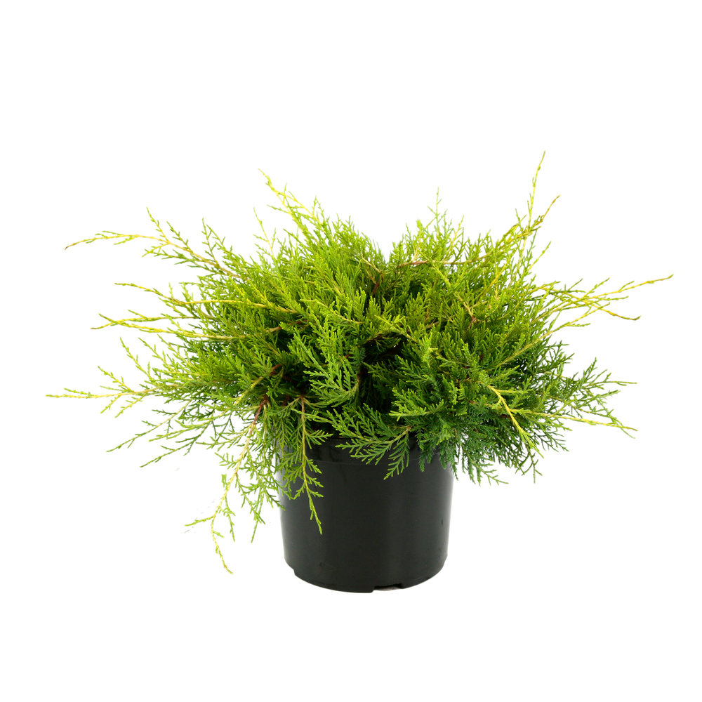 JUNIPERUS OLD GOLD C 3L 30/40-(834039)