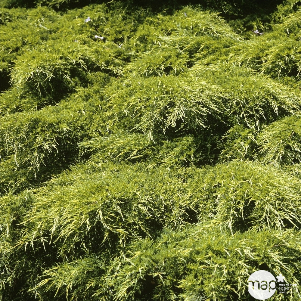 Genévrier 'Old Gold' (Juniperus media) 40/50 : pot 3L