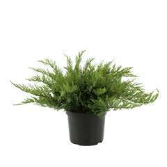 Juniperus sabina 'Tamariscifolia':L 30/40 cm pot 3L