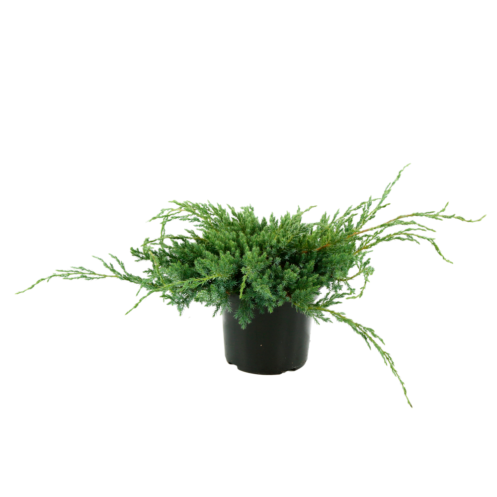JUNIPERUS B.CARPET C 3L 30/40-(834050)