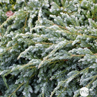 Genévrier écailleux (Juniperus squamata) 'Blue Carpet' 40/60 : pot 5L