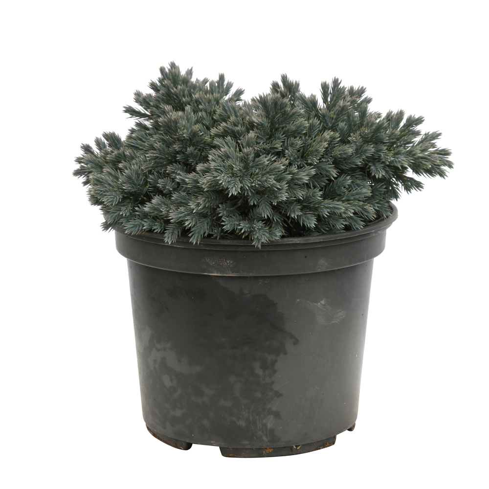 Genévrier écailleux (Juniperus squamata) 'Blue Star' 20/25 : pot 3L