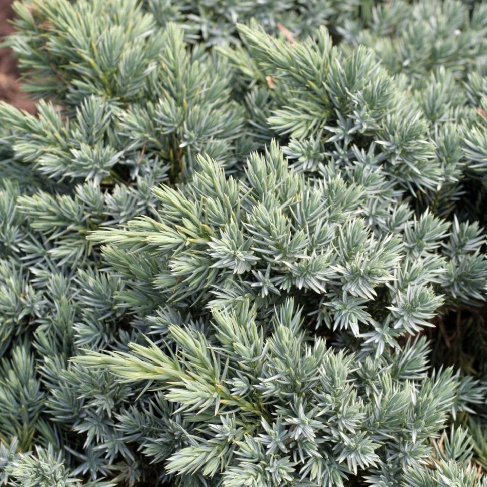 Genévrier écailleux (Juniperus squamata) 'Blue Star' 30/35 : pot 5L