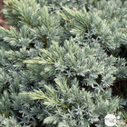 Genévrier écailleux (Juniperus squamata) 'Blue Star' 30/35 : pot 5L