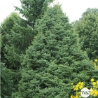 Épicéa de Serbie (Picea omorika) 'Nana' 20/25 : pot 3L