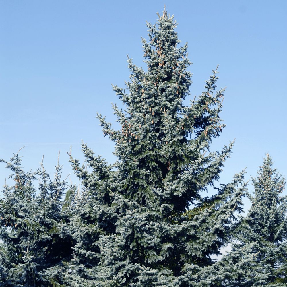 Epicea du Colorado (Picea pungens) 'Koster' 40/60 : pot 3L