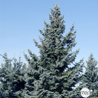 Epicea du Colorado (Picea pungens) 'Koster' 60/80 : pot 5L