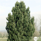 Pin (Pinus cembra) 'Compacta Glauca' 20/30: pot 3L
