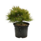 Pinus densiflora 'Low Glow' H30/40 cm- pot 3L