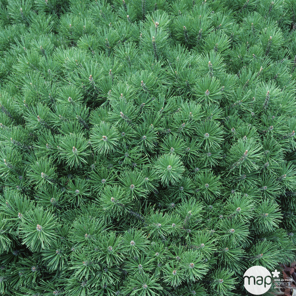 Pinus Mugo Gnom H.30/40 cm : Pot 3L