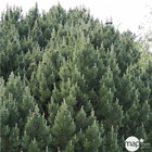 Pinus mugo Mops 20/25 : pot 3L