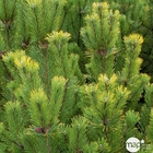 Pinus mugo ' Winter Gold ' 25/30 : pot 5L