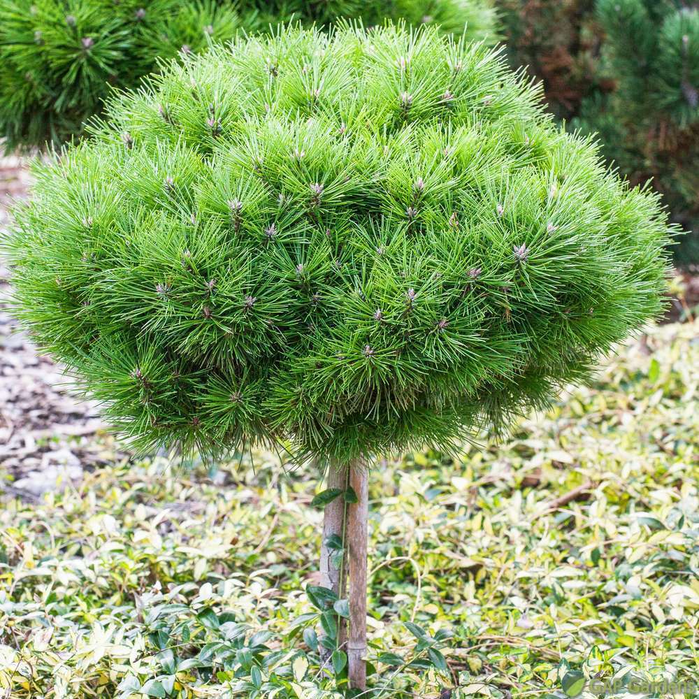 PINUS N.BREGEON VARIES T2 C 3L-(834108)