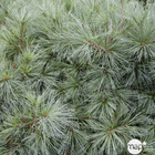 Pinus Strobus Radiata : H. 30/40 cm, pot 3 L