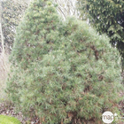 Pinus Sylvestris Globosa Viridis: H.30/40 cm - pot 3L