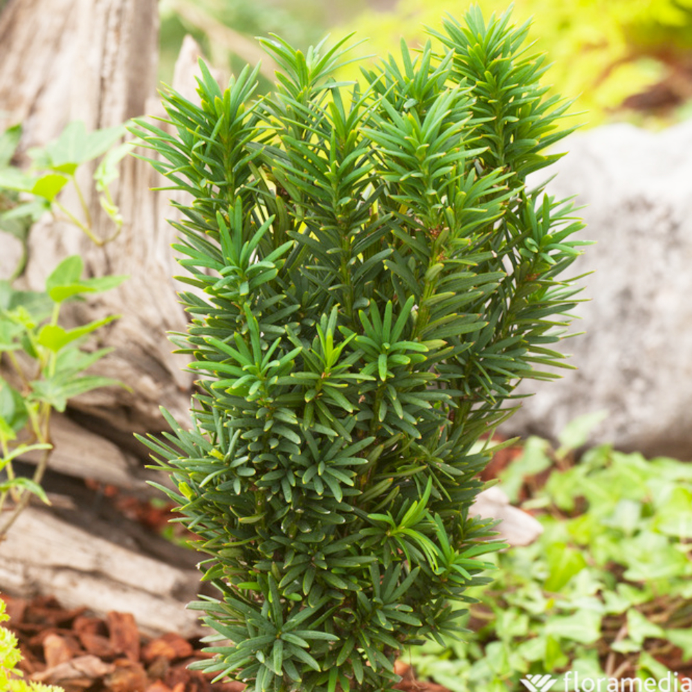 Taxus baccata 40/50 : pot 3L