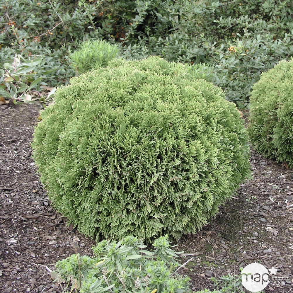 Thuya occidentalis 'Danica' 30/40 : pot 3L