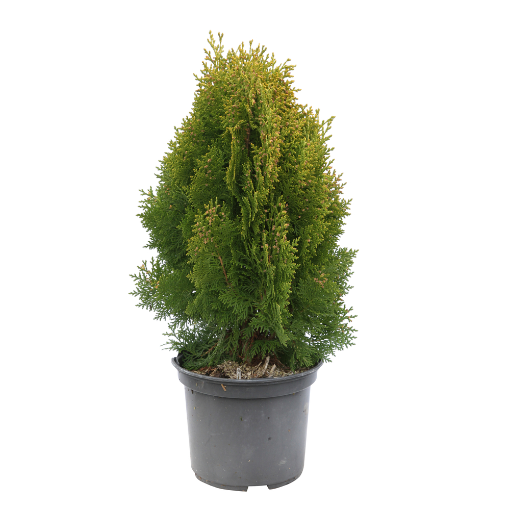 Thuya du Canada orientalis Semperaurea 40/50 : pot 3L