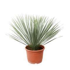 Yucca rostrata: pot 10L
