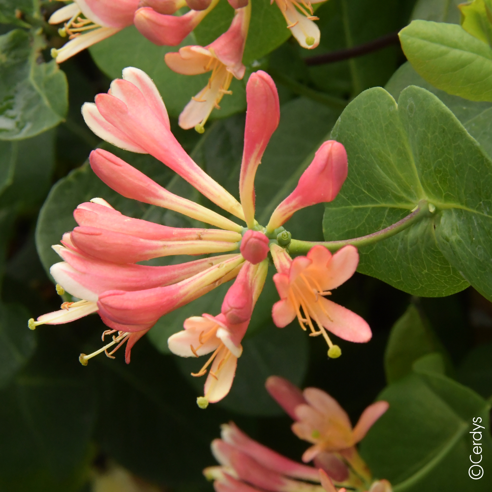 Lonicera 'Celestial®' : Pot 4L