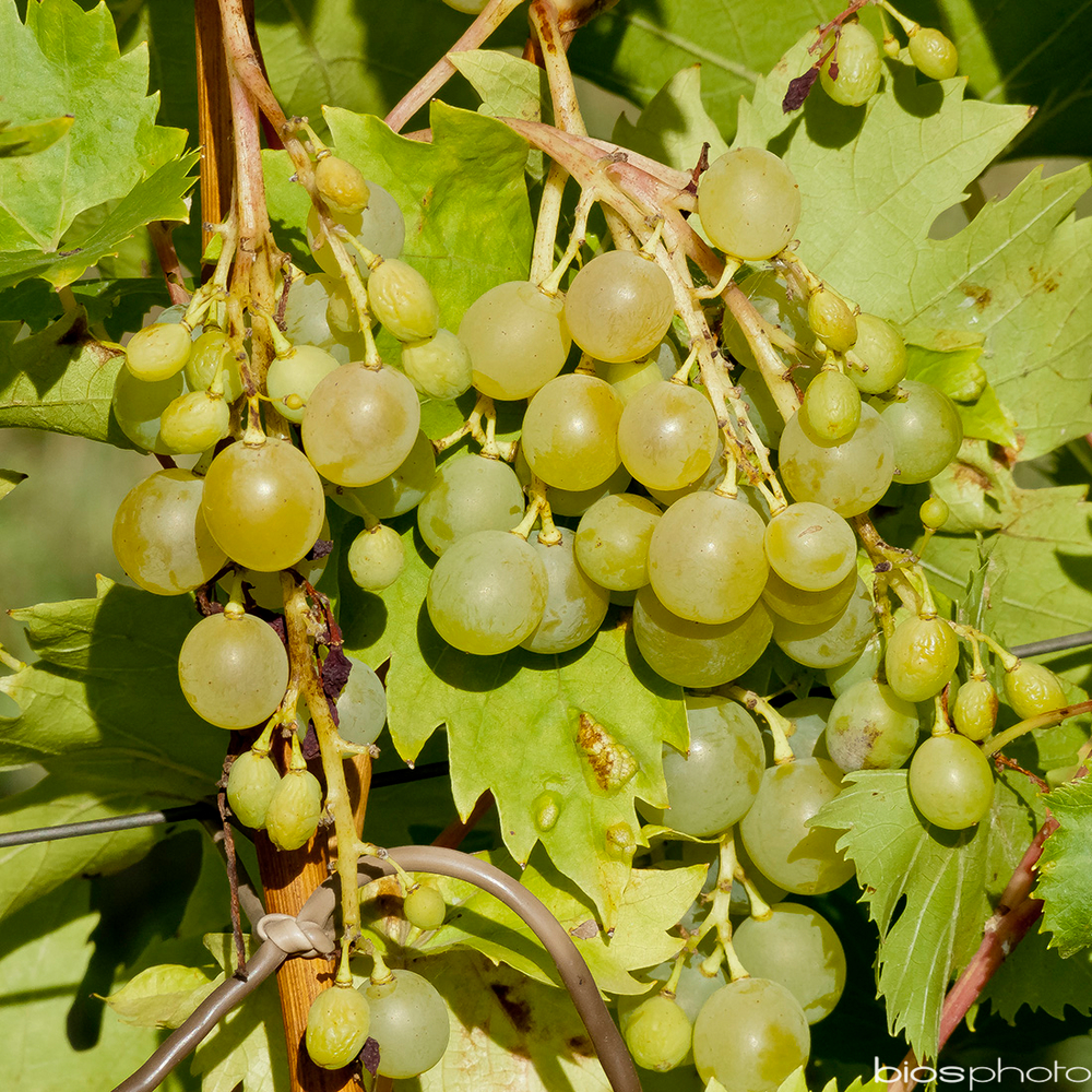 VIGNE MUSCAT BLANC C5L ECH-(834266)