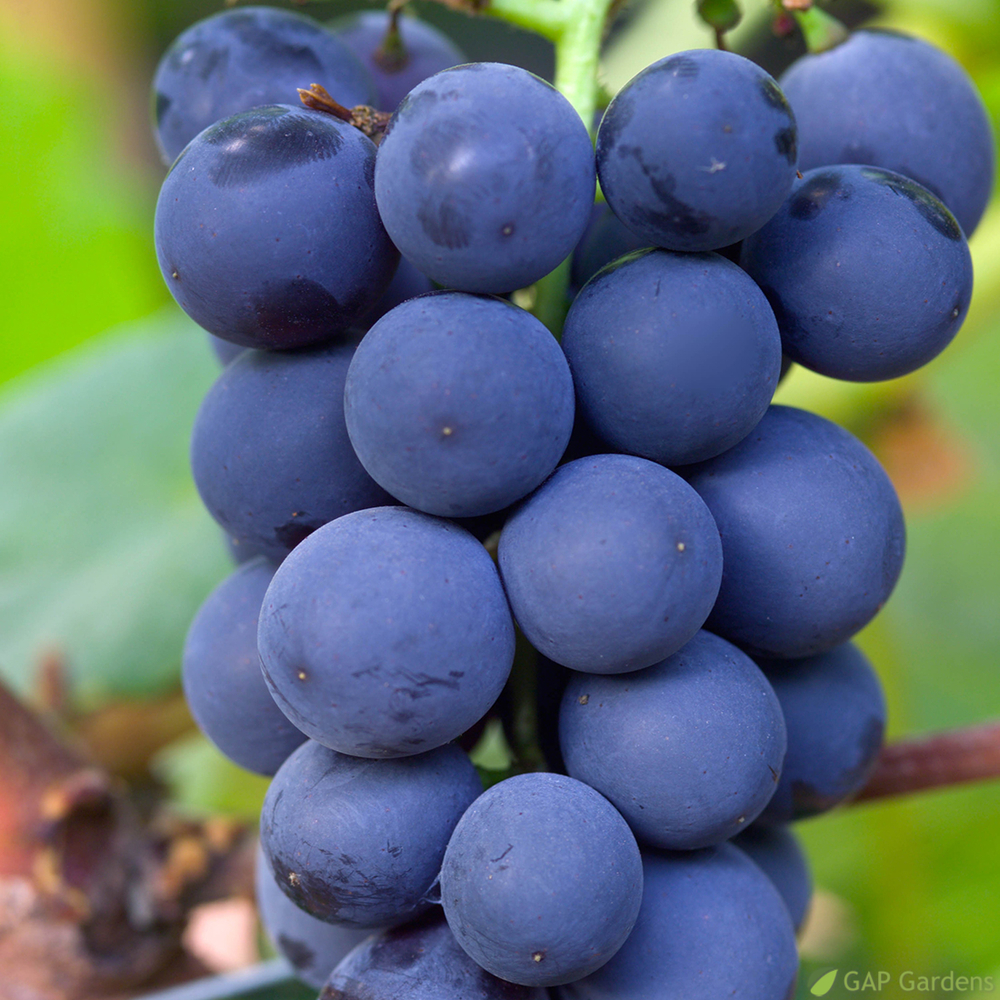 VIGNE VENUS C 5L ECH-(834271)