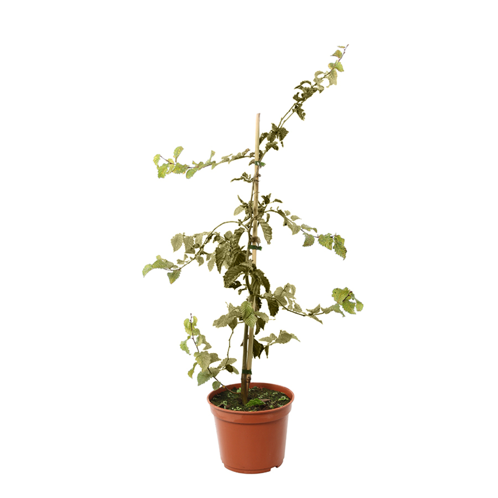 Carpinus betulus pot 5L